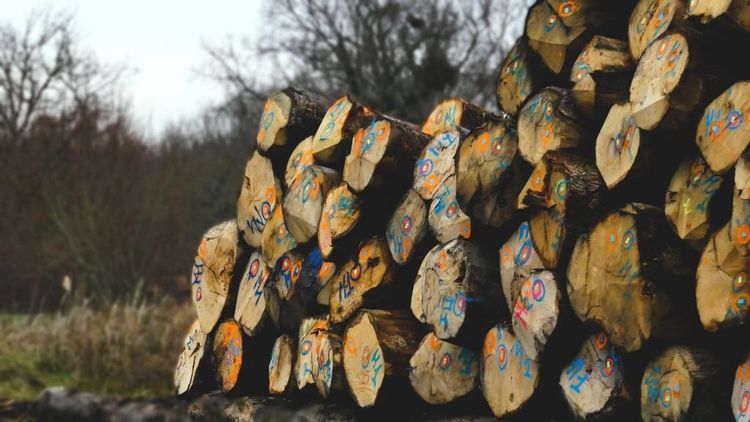 Des troncs de bois numérotés et portant des traces de peinture, installés à l'air libre de la merranderie pour arriver à maturation